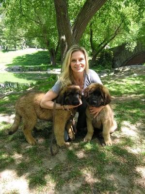 Two Leonberger puppies