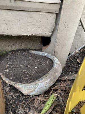 Rodents chewed there way through the wood siding to get into this homes crawlspace.