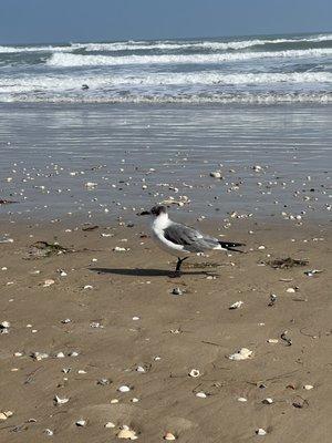 Laughing Gulls on the beach in front of the Seabreeze