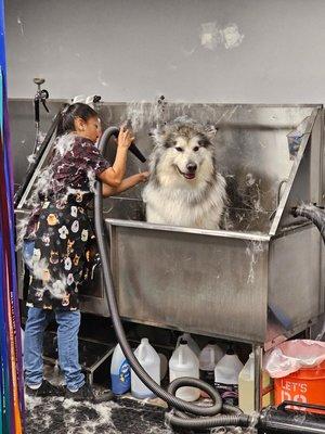 This big furry doggie is having great spa day