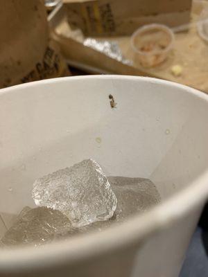 Bug in my Drink