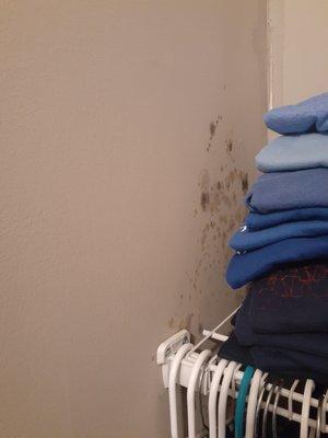 Mold in closet