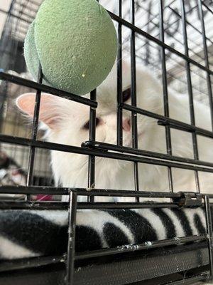 Mochi in the shelter. Her cage is roomy and clean with toys and rug she loves.