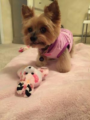 Lexy after her haircut loving her new toy!!