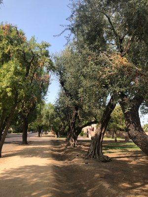 Green trees, blue sky, shade on my running route