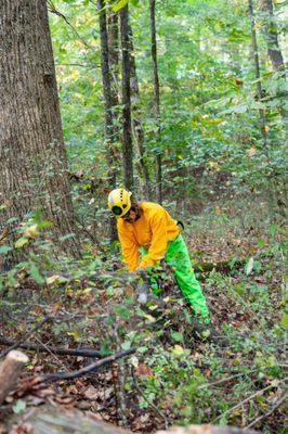 Yellow Ribbon Tree Experts