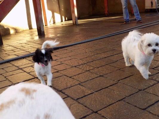 My pups getting ready to play at Urban Paws' outdoor play area. Urban Paws uploads these photos onto FB regularly!