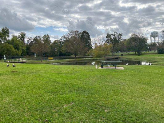 Peaceful green space with aggressive ducks