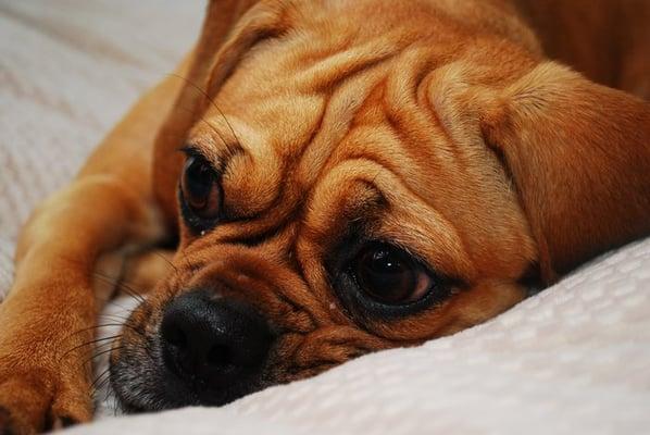 Bella the Puggle