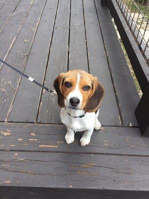 3mo. Beagle