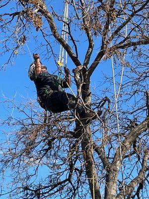 Thornton's Tree Service