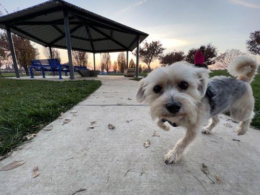 Little pupper photobombed my shot. Hahah