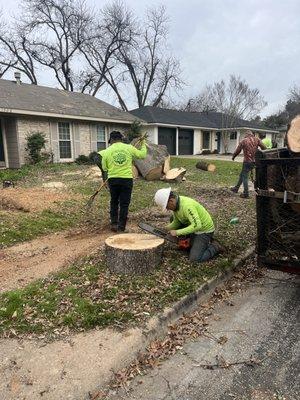 Dead ash tree removed