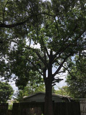 My huge sweet gum between 2 sets of power lines that was dropping limbs on my neighbor's roof. They did a great job trimming it up.