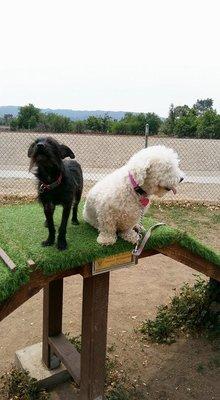 Jack & Shofi having some fun at the Sepulveda Basin dog park!