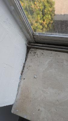 Mold, bug, webs on pool area window ledges