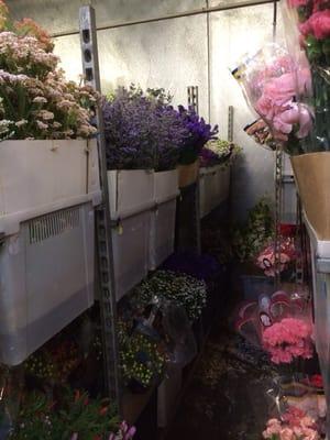 Rows and rows of flowers at wholesale prices!