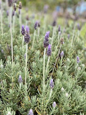 09.10.22 Ali'i Kula Lavender Farm