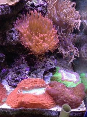 Gorgeous color coral.