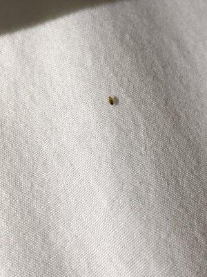 King Suite Bed Bugs