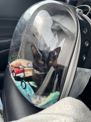 Kitten in a backpack carrier