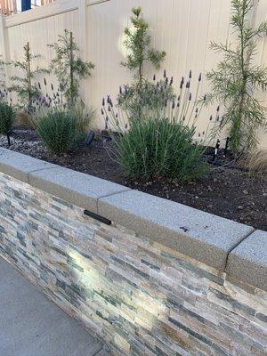 Lavender and stone wall