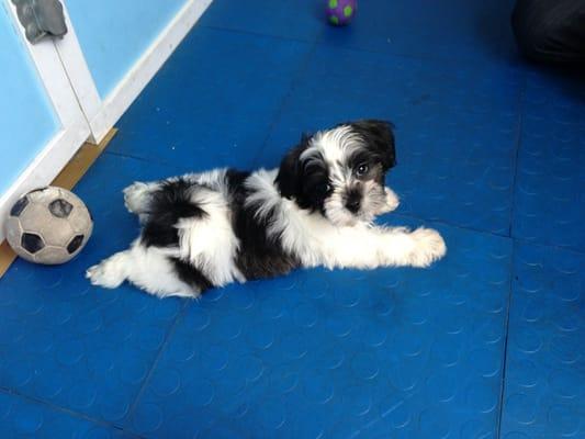 A puppy in the play area