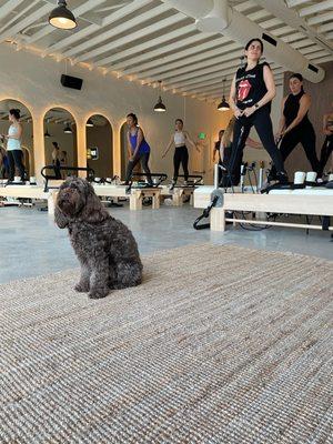 Friendly Pilates pup and amazing community