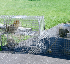 Squirrels, Wildlife Control Technicians in York, PA