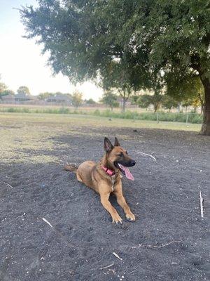 My dog at the dog park