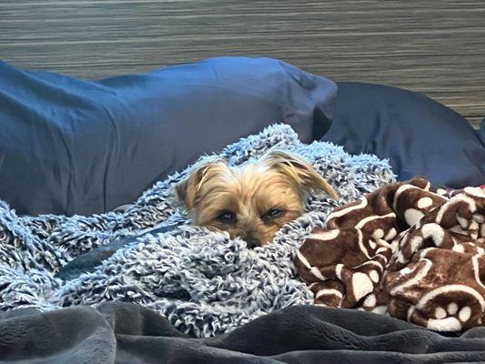 The Murphy Bed is pet approved.