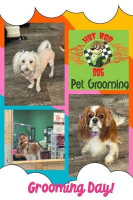 Hot Rod Dog Pet Grooming