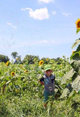 Sunflower field with bubbles