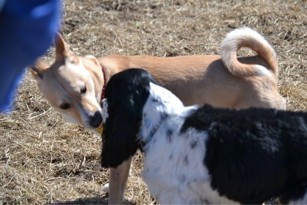 It's just my dog Dylan checking out someone's dog who we met that day.