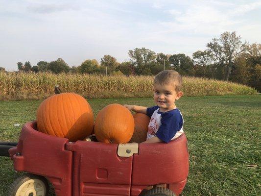 Very reasonable pumpkins. Large starting @ $8