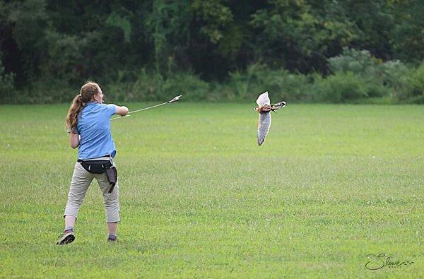 Lure Flying a Falcon!
Staff: Kelsey R.