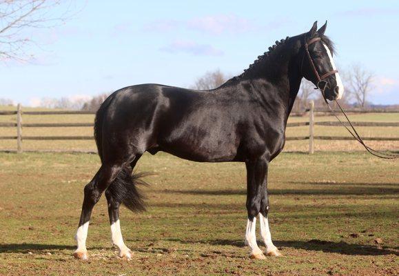 Dutch Harness Horse