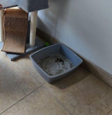 the dirty litter box when I picked up my cat. this could potentially risk my cat health issue.