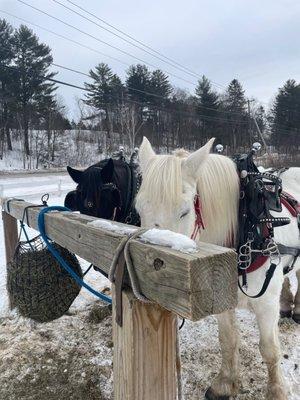 Gentle Giants Sleigh and Carriage Rides