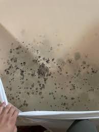 Mold on the bed