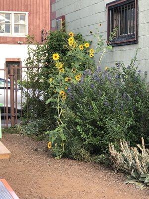 Lavender and sunflowers