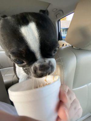 this pup cup has peanut butter