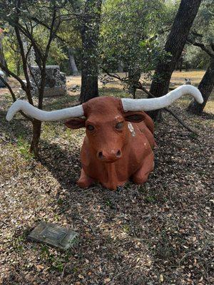 Legation Longhorn by Marla Ripperda