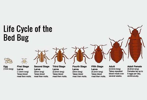 * BED BUG LIFE CYCLE