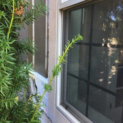 Installing Flashing Around A Window