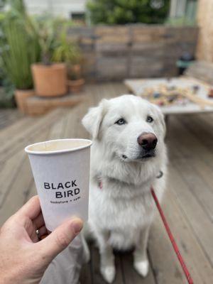 Puppachino