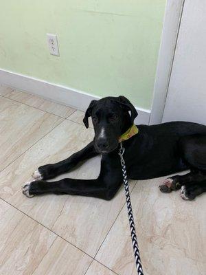 Great Dane puppy 2 days later at vet; he's literally IN LOVE with Ivette from Miami Pet Grooming! They have a blessed bond.