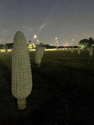 Corn at night