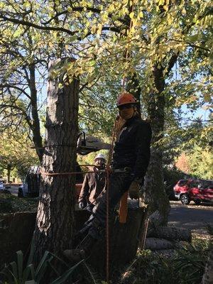 Tom preparing for a hazardous tree removal.