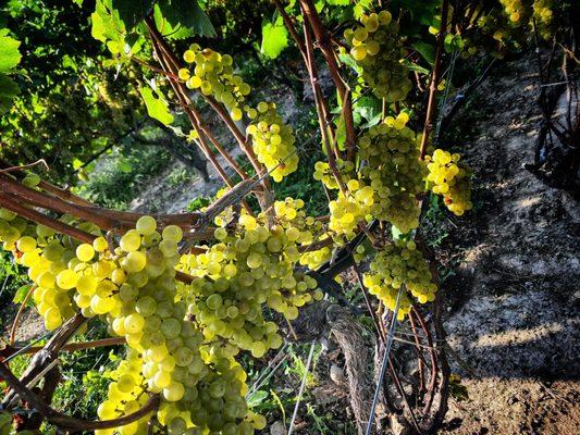 Chardonnay grapes